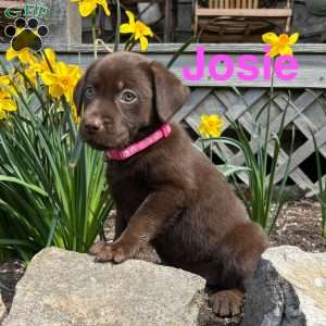 Josie, Chocolate Labrador Retriever Puppy